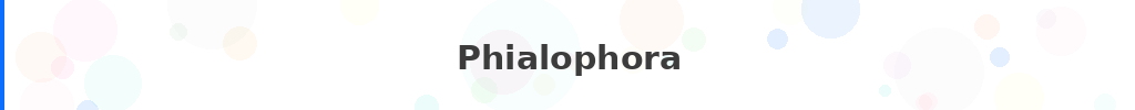 Titre : Phialophora